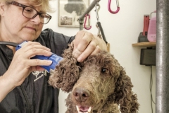 Hundesalon