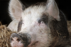 Schweine beim Lebenshof Hof Narr