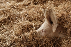 Schweine beim Lebenshof Hof Narr
