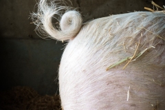 Schweine beim Lebenshof Hof Narr