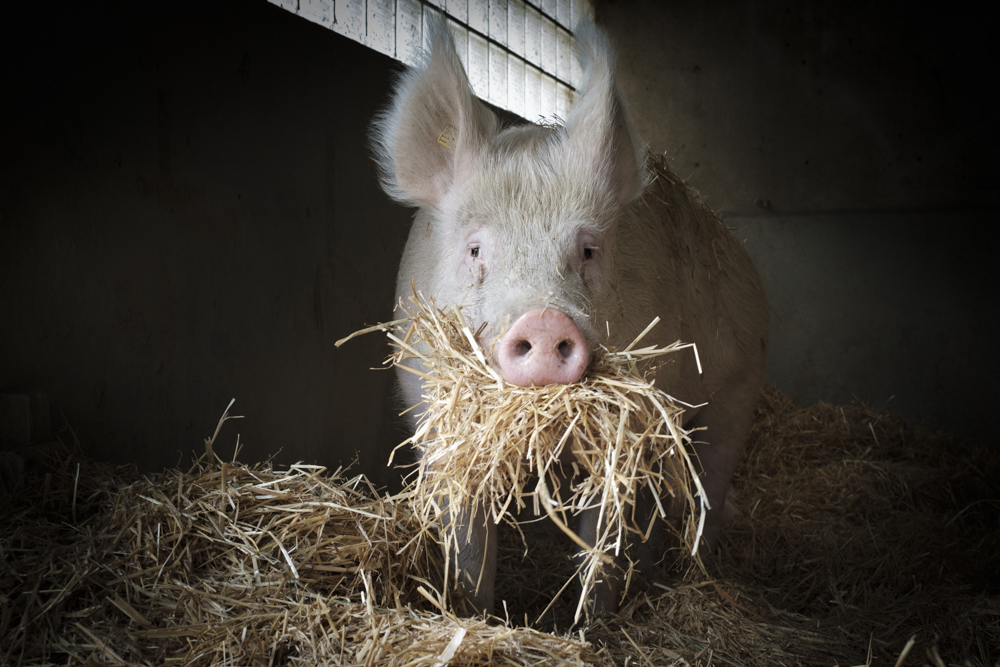 Schweine, die schönen!